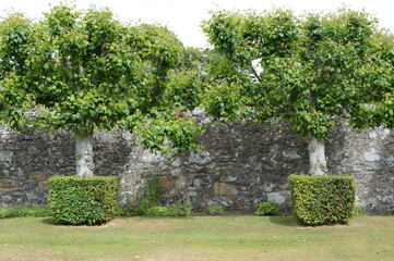 Details of the Lime Avenue with square skirted bases to each tree at 16th century Earlshall Castle, Leuchars, Fife, Scotland, July 2022, Open Gardens