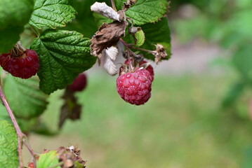 Ripe rashberries on the bush with a various of focus