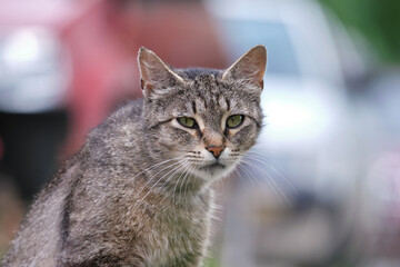 Big gray stray cat resting on steet outdoors in summer