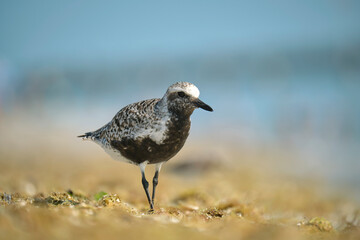 Black-Bellied Plover wild sea birdlooking for food on seaside in summer
