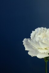 white flower on blue background
