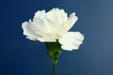 white flower on blue background