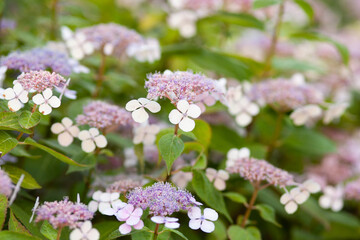 flowers in the garden