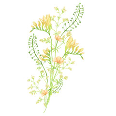 Fototapeta premium Watercolor wild meadow bouquet, green herbal composition illustration, cereal wild plants, floral hand drawn spring summer natural herbs isolated on white background