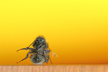A bumblebee sitting on a wooden table