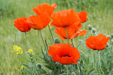 many large red buds of poppies grow among the green grass. side view. nature in summer