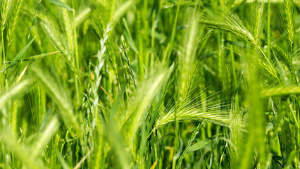 many green spikelets grow in the field. side view. nature. green background