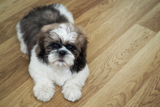 a tricolor shih tzu puppy is lying on the wooden floor on the left. cute dog