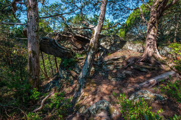 Bizarre rock formation emerging from the floor of a grove of gnarley cedar trees