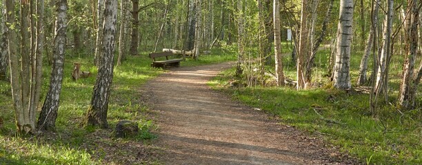 Rural road through the evergreen forest. Wooden bench. Pine trees. Spring, early summer. Nature, fresh air, eco tourism, hiking, walking, running, cycling, sport, leisure activity, healthy lifestyle - 515272544