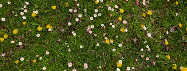 Blooming lawn in a city park. Daisy (Bellis annua), dandelion (Taraxacum) flowers, green grass....