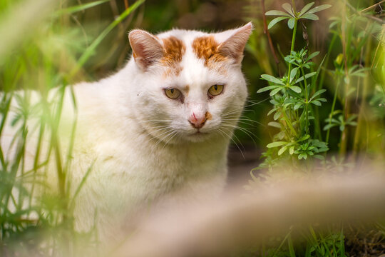 Wild cat sits in the grass.