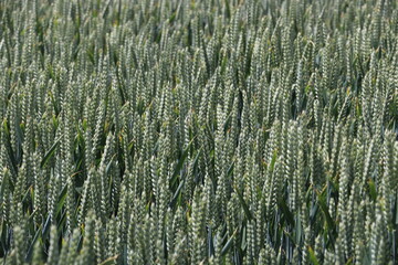 field of wheat