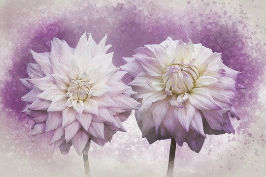 Dahlia: Watercolor style flower illustration for background, invitation card, birthday card