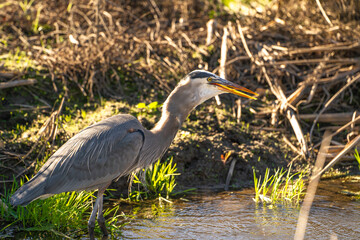 Great blue heron (Ardea cinerea) stands in a stream and eats prey.