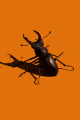 Fototapeta premium Stag beetle, Lucanus Cervus, on orange background and harsh light