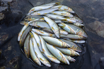 鮎友釣りの釣果