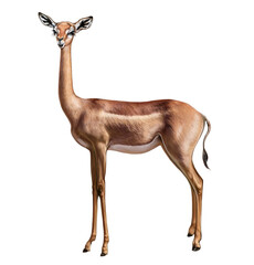 Gerenuk, giraffe gazelle (Litocranius walleri)