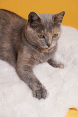 Adult european short hair cat blue tortie laying on a white faux fur rug with a mouse toy on yellow seamless background