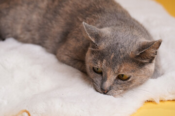 Adult european short hair cat blue tortie laying on a white faux fur rug with a mouse toy on yellow seamless background