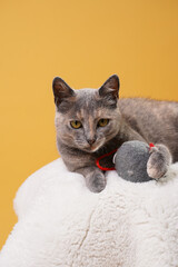 Adult european short hair cat blue tortie playing on a white faux fur rug with a mouse toy on yellow seamless background