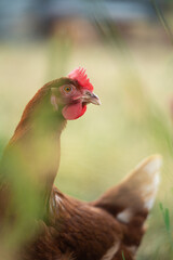 Huhn auf einer Wiese