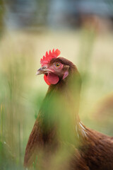 Huhn auf einer Wiese 