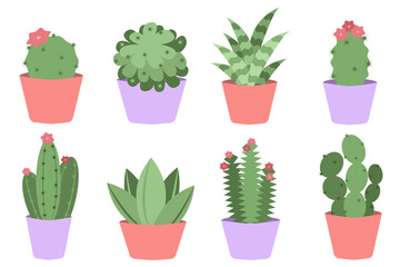 Set of cacti and succulents in pots, cactus vector illustration in flat style