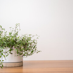 Tradescantia plant in simple white planter