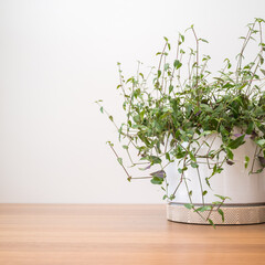 Tradescantia plant in simple white planter
