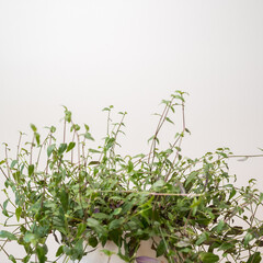Naklejka premium Tradescantia leaves against gray background
