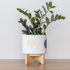 ZZ Raven in planter pot