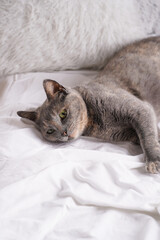 Adult european short hair cat blue tortie laying on a white bed sheets looking sleepy