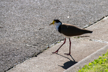 Australian Masked Lapwing (Vanellus miles)