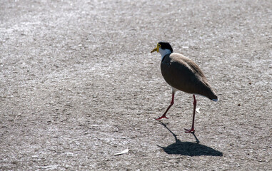 Australian Masked Lapwing (Vanellus miles)