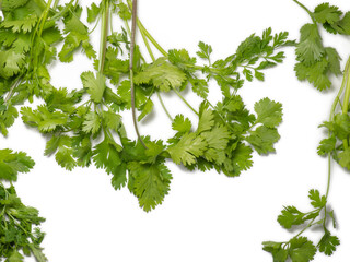 Greens of cilantro on a white background. coriander isolate. Salad ingredient. For a veggie lunch. Fragrant greens. Seasoning.