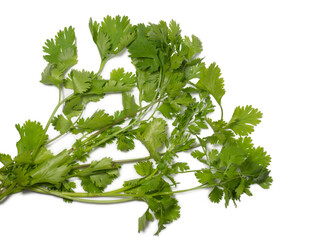 Greens of cilantro on a white background. coriander isolate. Salad ingredient. For a veggie lunch. Fragrant greens. Seasoning.