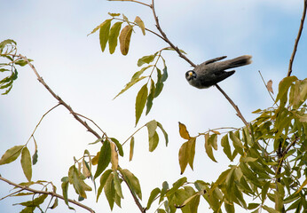 Australian Noisy Miner (Manorina melanocephala)