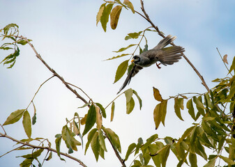 Australian Noisy Miner (Manorina melanocephala)