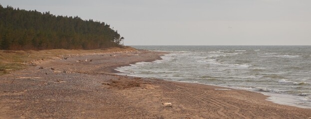 Baltic sea shore (sand dunes, beach). Evergreen pine forest, dune grass. Dramatic sky, glowing...