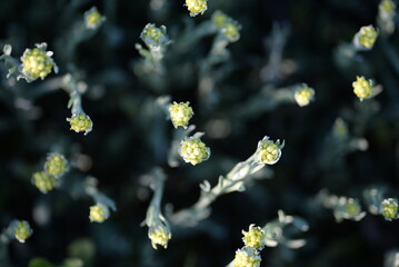 immortelle sandy medicinal plants macro yellow flowers