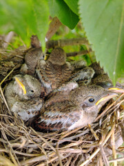 Several small gray chicks in the nest close-up under the leaves