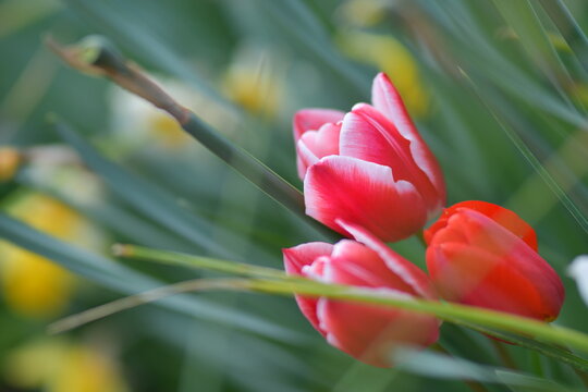 Tulipani da giardino, fiori primaverili estivi