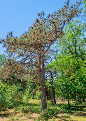 Old park in Chkalov sanatorium in Odessa, Ukraine