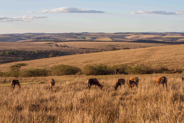 Fototapeta na wymiar Springbok At Game Reserve in Durban South Africa