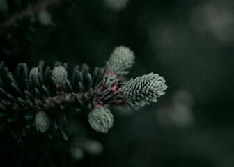 Pine, blister pine, macro, nature, green, plnats, plant