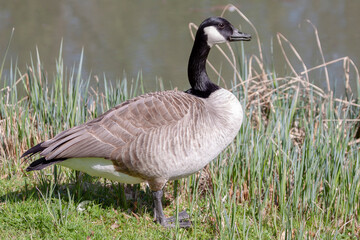 Kanadagans (Branta canadensis)