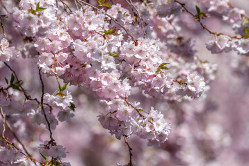 Japanische Blütenkirsche (Prunus serrulata)