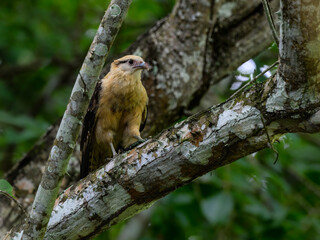 Yellow-headed Caracara standing on tree branch against green leaves