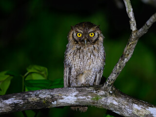 Tropical Screech Owl standing on tree branch at night